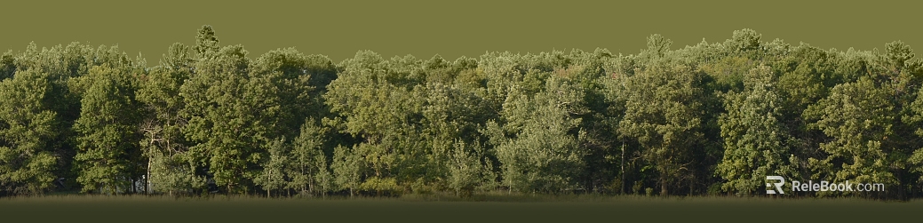 Green forest with outdoor scenes texture