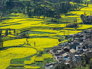 Pastoral scenery texture (ID:ffach073075)