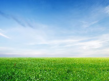 Wild Scenery texture (ID:ffach155441)