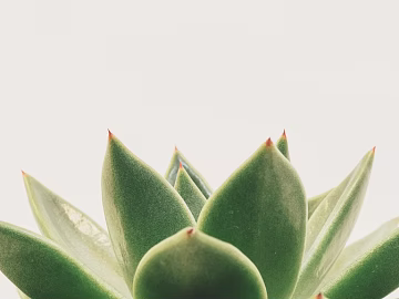 succulents texture (ID:ffaag37320)