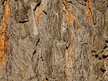 bark texture (ID:ffagg55280)