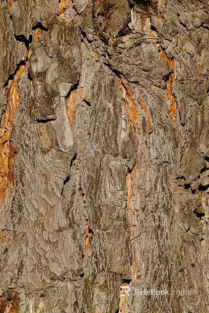 bark texture