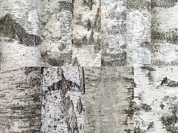 bark texture (ID:ffaag46924)