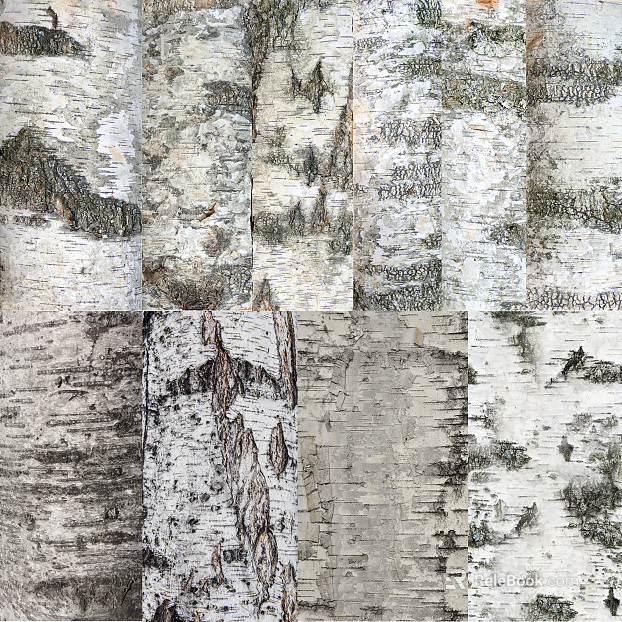 bark texture