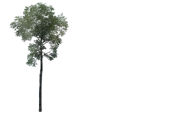 Green Arbor Landscape texture (ID:ffaeh357386)