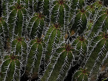 Barbed wire texture (ID:ffabg33970)