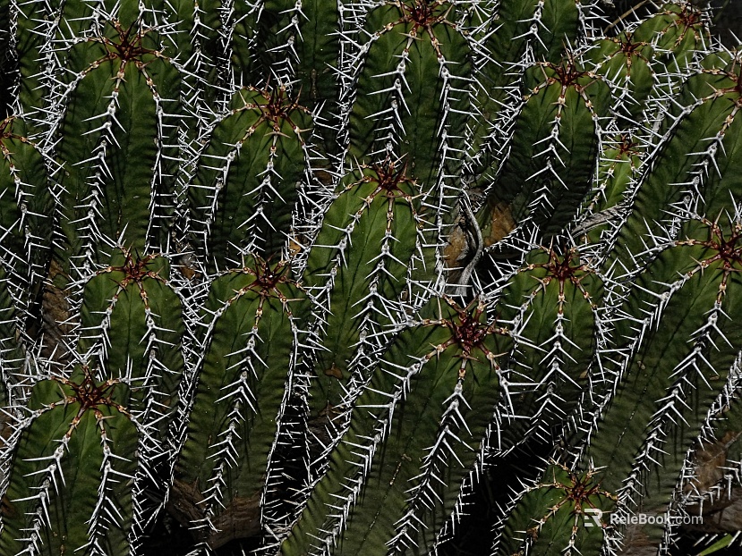 Barbed wire texture