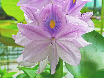 Flowers texture (ID:ffaag65551)