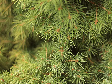 leaves texture (ID:ffabg05453)