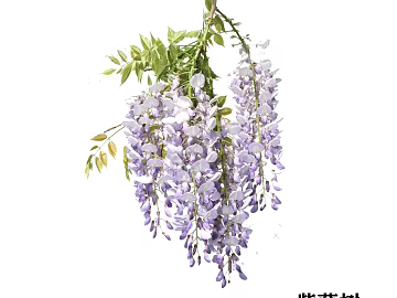 Lavender wisteria flower decorative floral texture (ID:ffaeh797796)