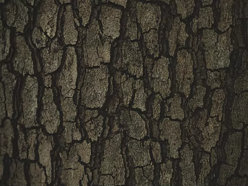 bark texture (ID:ffaeg13797)