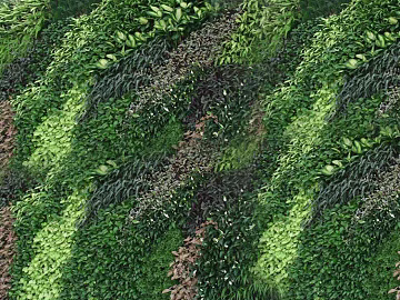 Plant wall texture (ID:ffagg45652)