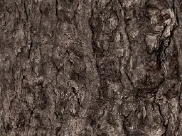 bark texture (ID:ffaeg68669)