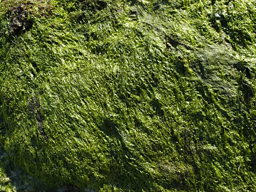 moss texture (ID:ffaif1277)