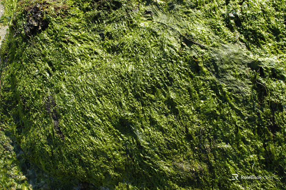 moss texture