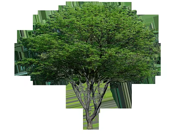 Tree texture (ID:ffajg76425)