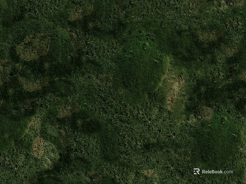 Grassland texture