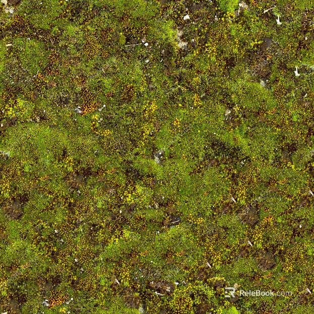 moss texture