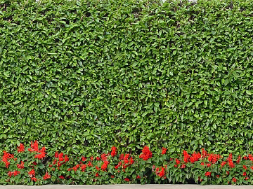 Plant wall texture (ID:ffacg58823)