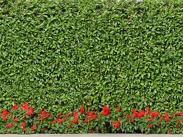 Plant Wall texture (ID:ffacg58823)