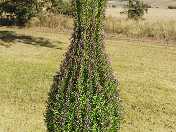 Plants texture (ID:ffadf3046)