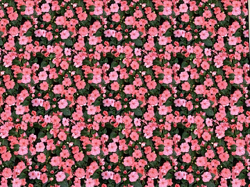 Pink pink flowers plant background decoration 3d model