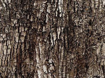 bark texture (ID:ffaeg74996)