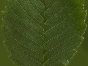 green leaf texture (ID:ffajg57901)