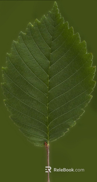 green leaf texture