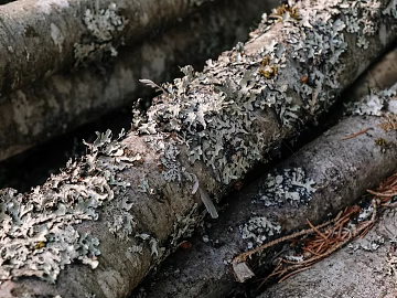 bark texture (ID:ffagg89958)