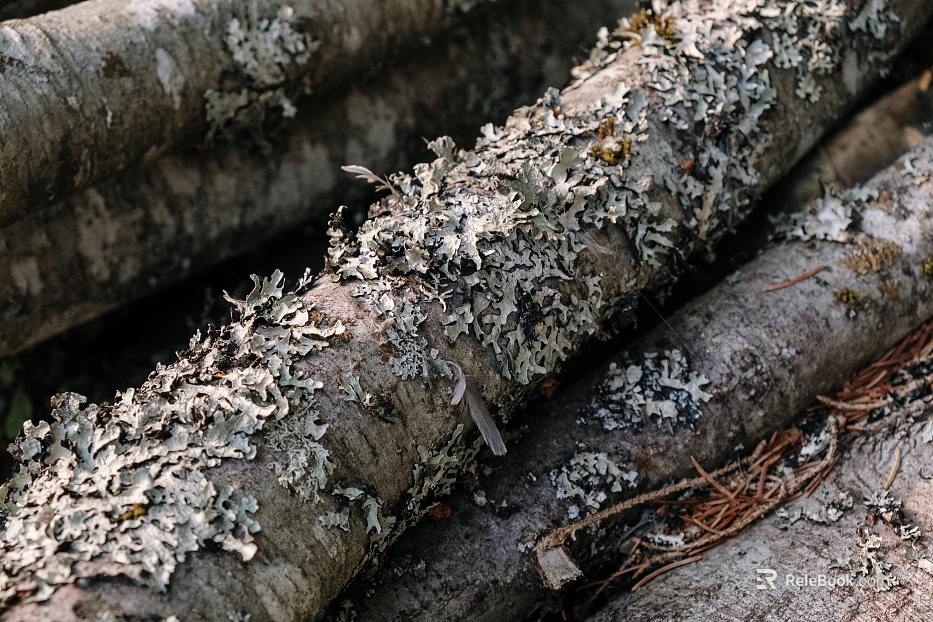 bark texture