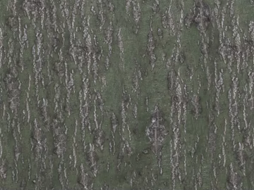 bark texture (ID:ffadf3842)