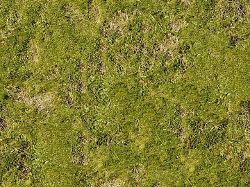 Turf ground texture (ID:ffabf0801)