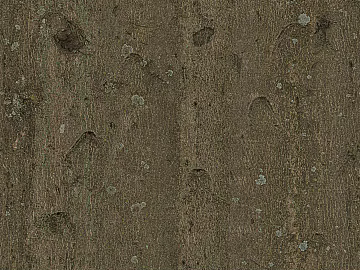Bark texture (ID:ffaeh268616)