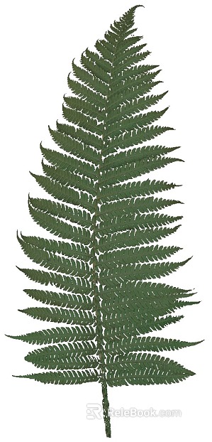 leaves texture