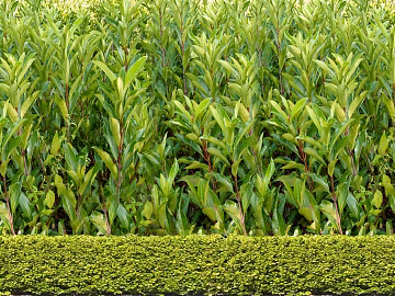 Plants texture (ID:ffagg72585)