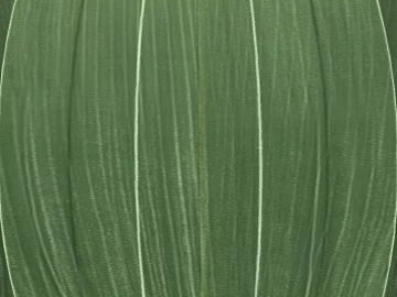 leaves texture (ID:ffaeg39305)