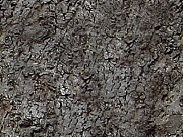 charred wood roasted mahogany seamless texture (ID:ffaeg41281)