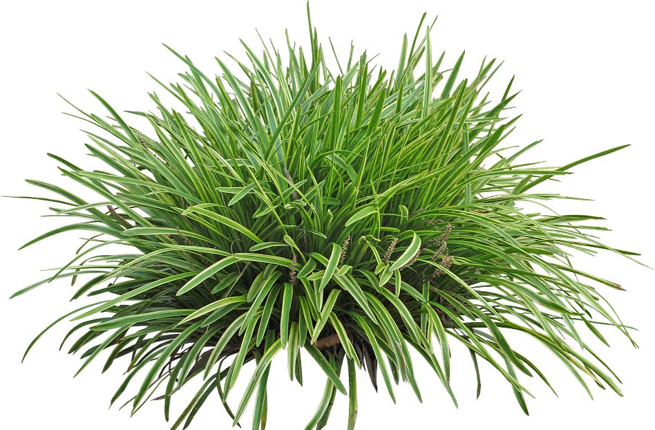 Shrubs texture