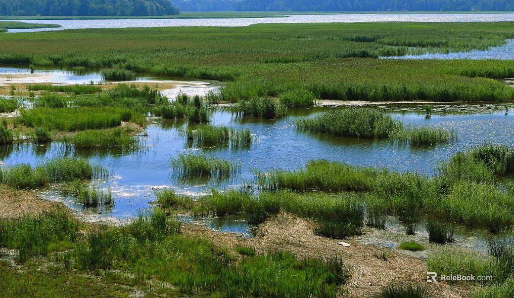 Wild Scenery texture