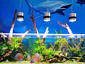 Fish tank texture (ID:ffaif0869)