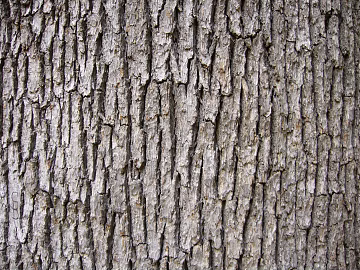 bark texture (ID:ffabg39183)