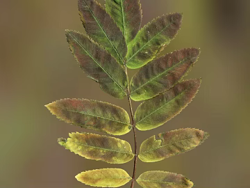 leaves texture (ID:ffacg93995)