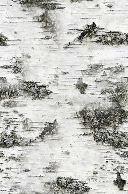 bark texture