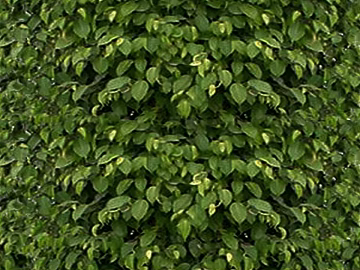Plant wall texture (ID:ffajg21922)