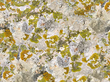 moss texture (ID:ffabg92431)