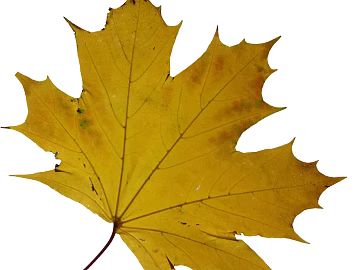leaves texture (ID:ffaag40579)
