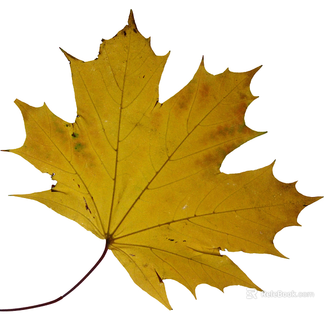 leaves texture