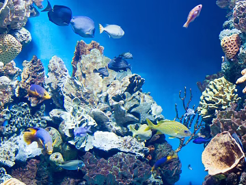 Fish tank texture (ID:ffach580814)