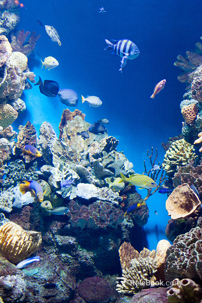 Fish tank texture